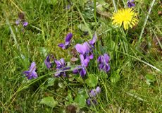 Wiese-Frühling-W-39.jpg